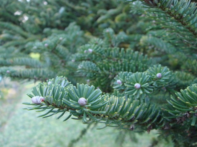 Abies koreana rameau